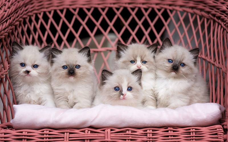Ragdoll Cats, kittens, denectic cat, blue eyes, basket, cute animals, cats, pets, Ragdoll, HD wallpaper