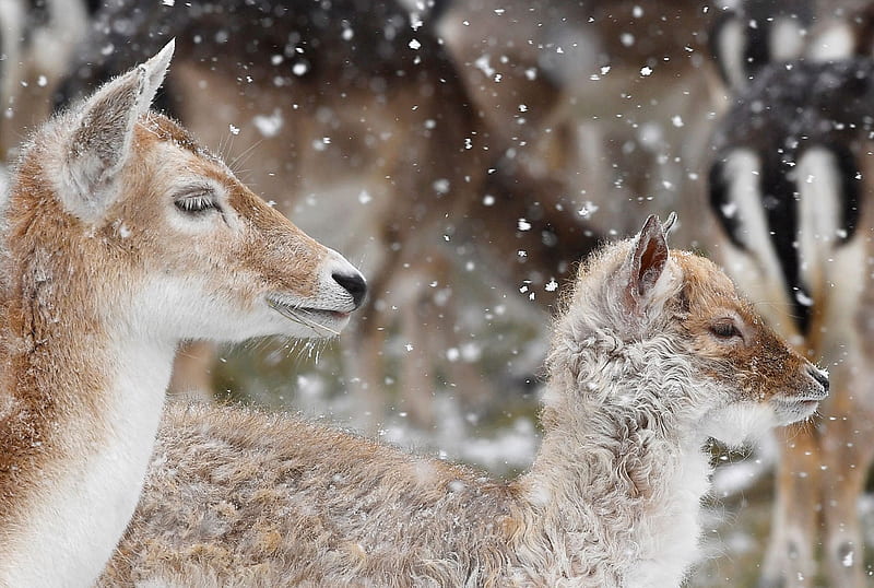 Cold deer, Richmond Park, London, Deer, 28 February 2018, Snow, England, HD  wallpaper | Peakpx