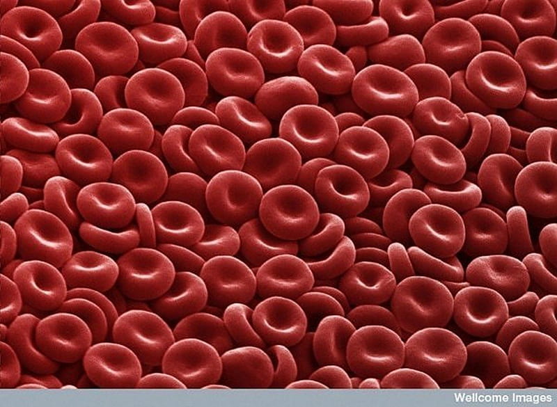 Blood seen at microscope, anatomy, human body, HD wallpaper