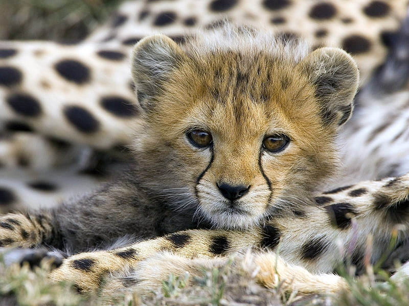 cute cheetah cub-Animal graphy, HD wallpaper