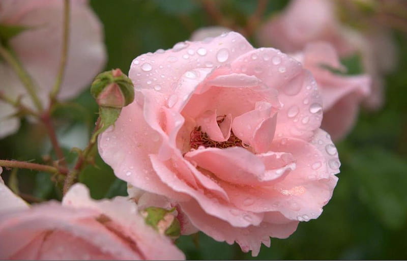 Morning smile;), rose, love, siempre, soft, smile, wondeful, delicate, pink, HD wallpaper