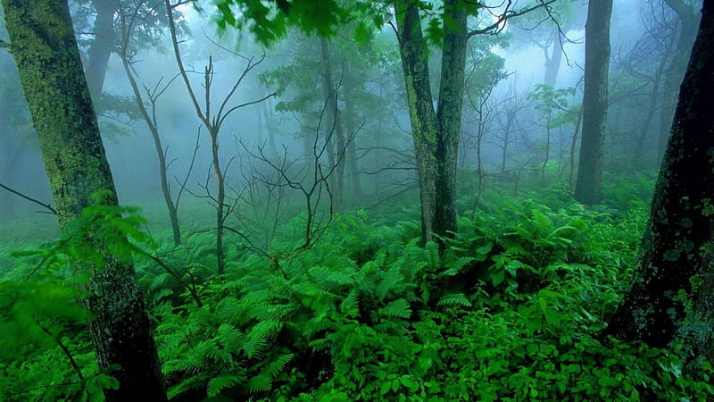 Lush Tropical Forest in Fog, lush, nature, forests, tropical, fog, HD wallpaper