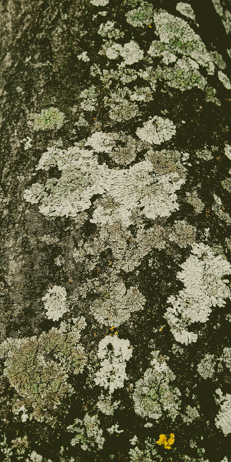 Fungi, mouldy, rot, HD phone wallpaper