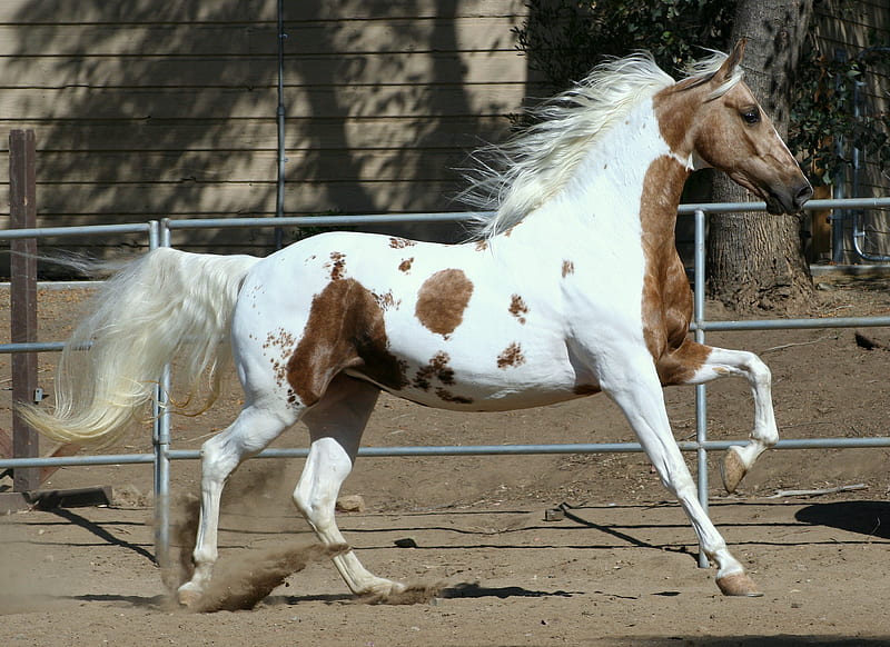 Yegua americana, sementales, caballo americano, yeguas, americano