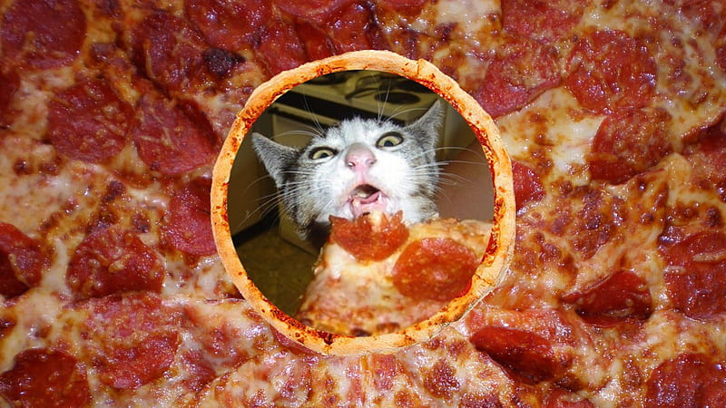 A Lucky Cat Eating Some Pizza, pizza, nom, kitty, Cat, HD wallpaper