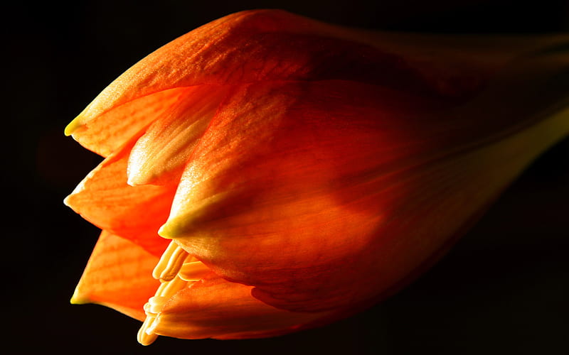 Dark Amaryllis, amaryllis, orange, dark, bright, flower, black, nature, HD wallpaper