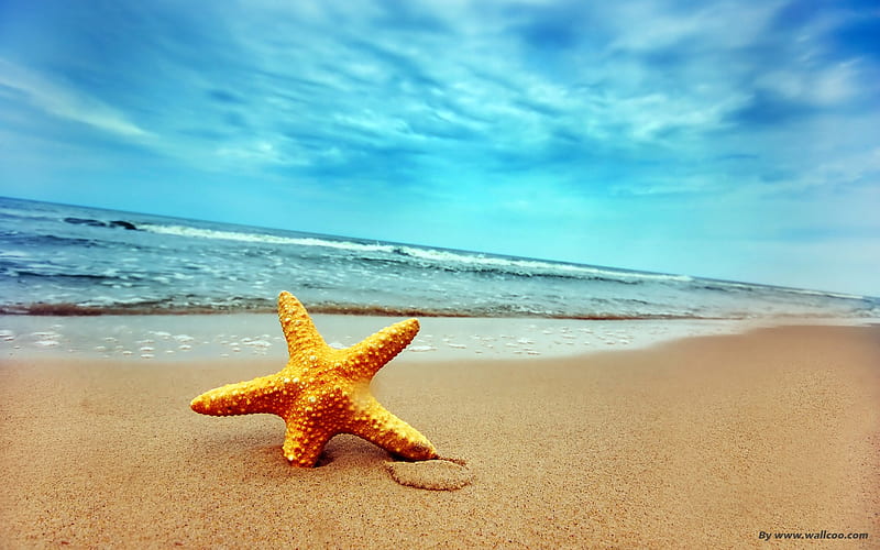 Starfish on the beach, HD wallpaper