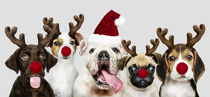 Perros de navidad, rojo, santa, craciun, caine, gracioso, perro, sombrero,  perrito, Fondo de pantalla HD | Peakpx