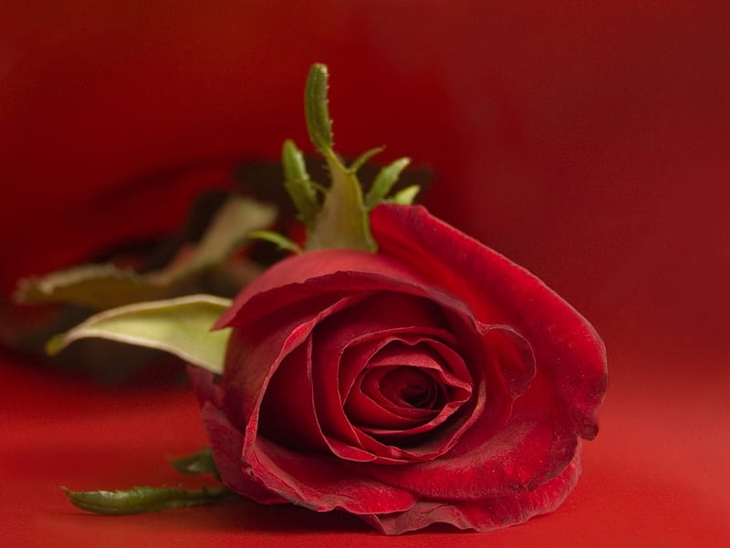 For My Admirable Sister Cherie , red, rose, flower, flowers, one, nature, roses, HD wallpaper