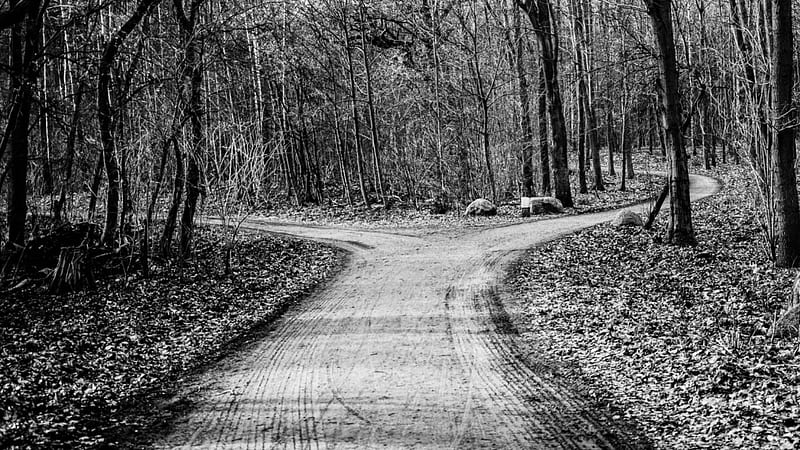 fork in a forest road, intersection, forest, road, BW, HD wallpaper