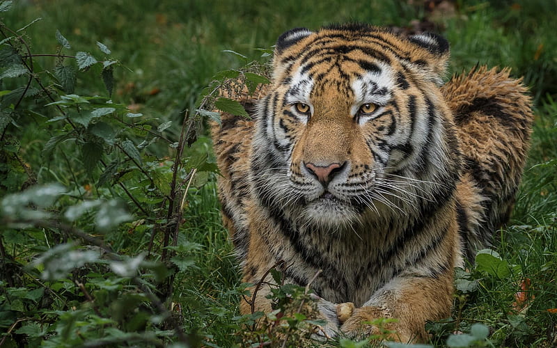 tiger, wildlife, green grass, predator, dangerous animals, tigers, HD wallpaper