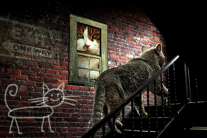 Catwalk, brick wall, stairs, esxit sign, stairway, grey cat, cat, HD wallpaper