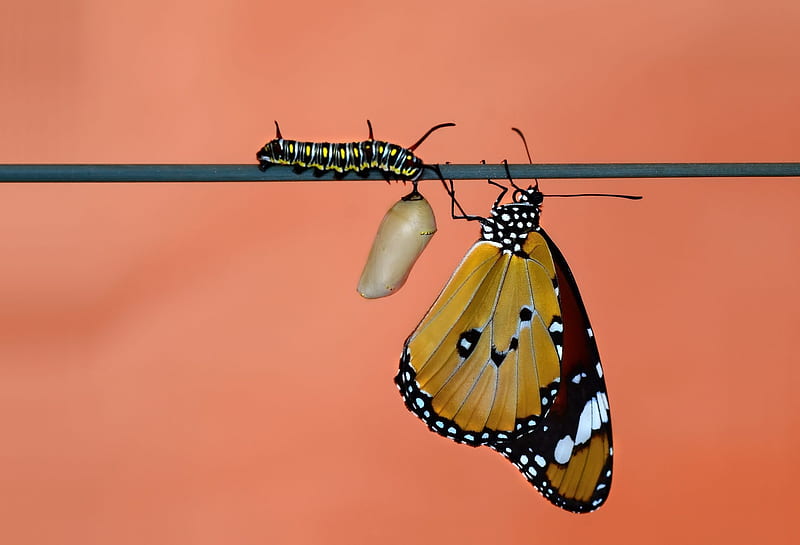 Metamorphosis, mustafa ozturk, caterpillar, fluture, orange, butterfly, insect, yellow, HD wallpaper