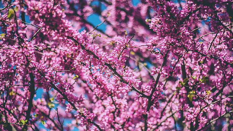 Cherry Flowers Pink, cherry, flowers, pink, HD wallpaper