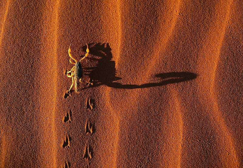 Footprints in the Sand, claws, sand, desert, sting, nature, tracks, scorpion, HD wallpaper