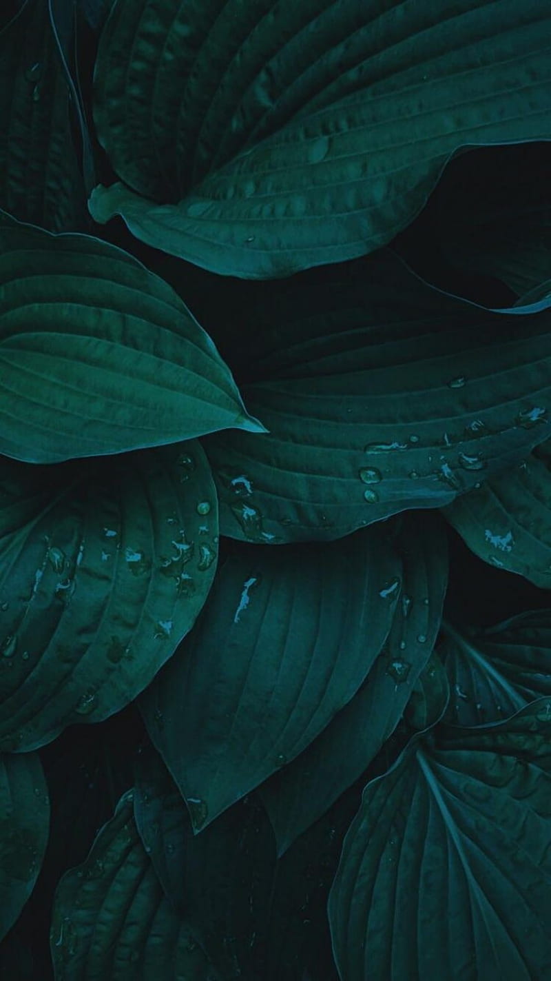 leaves, water, disney, naturaleza, selva, verde, HD phone wallpaper