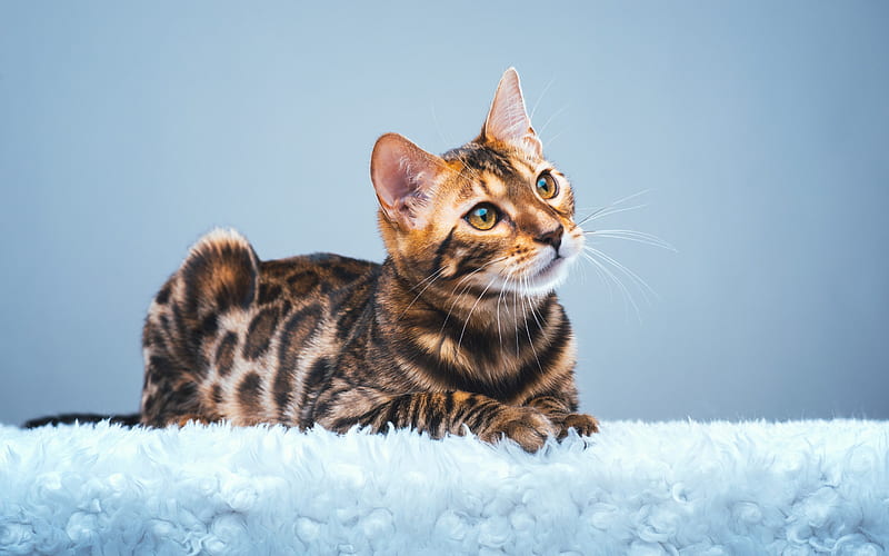 Bengal Cat, close-up, pets, domestic cat, curious cat, cute animals, cats, Bengal, HD wallpaper