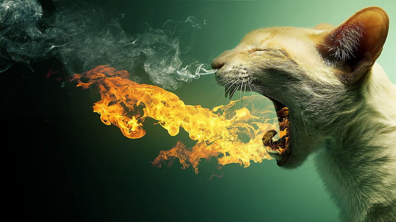 Funny Cat Face Expression Fire Smoke Green Background Funny Cat, HD wallpaper