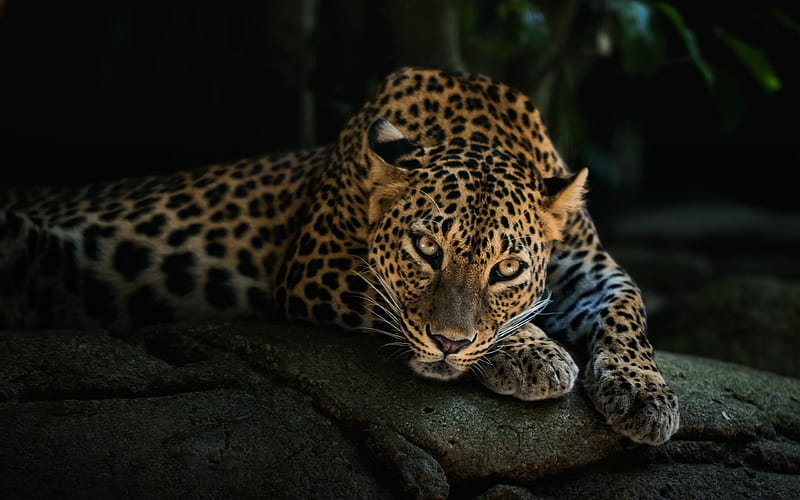 stones, leopard, look, predator, zoo, HD wallpaper