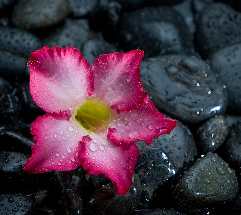 Pink flower, drops, pebbles, raindrop, rocks, stones, waterdrop, wet, HD wallpaper