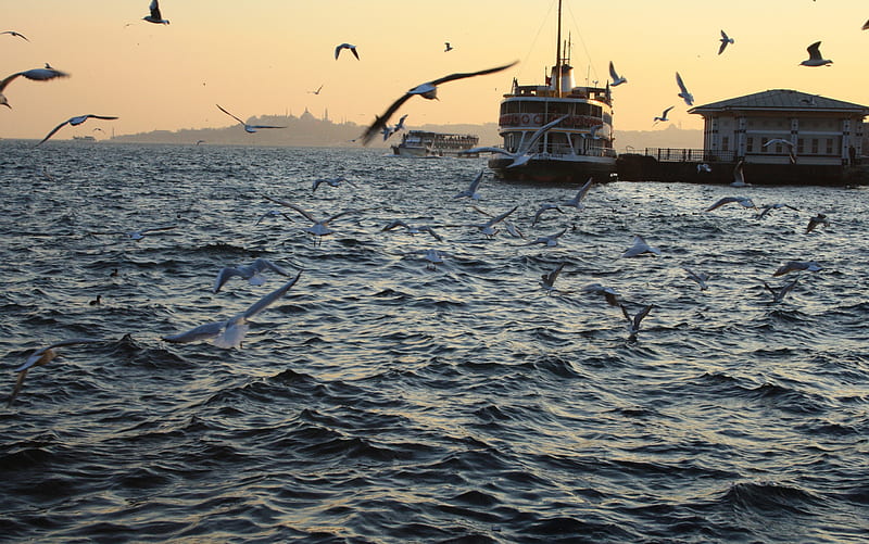 Istanbul, beach, birds, landscape, sahil, sea, ship, HD wallpaper