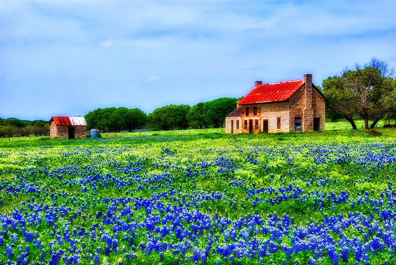 Hill country bluebonnets, house, grass, cottage, cabin, clouds, green, village, hills, quiet, calmness, silence, greenery, spring, sky, trees, freshness, serenity, bluebonnets, peaceful, summer, nature, meadow, field, HD wallpaper