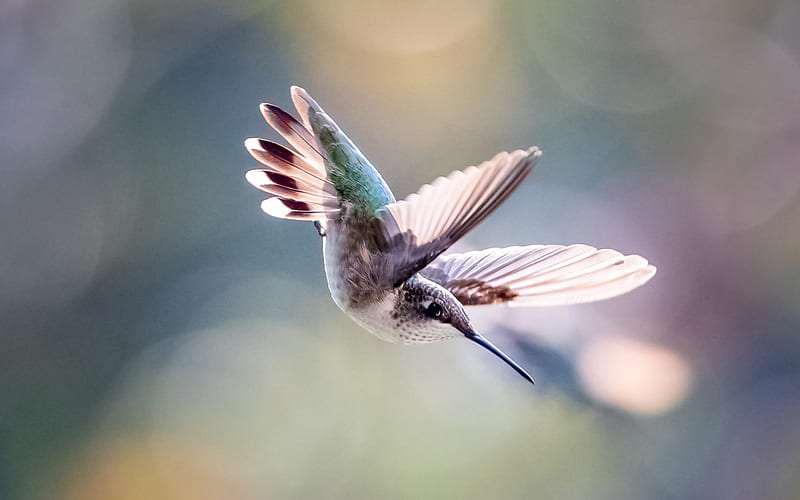 hummingbird, small beautiful bird, pink hummingbird, miniature bird, HD wallpaper