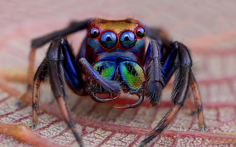 Spider, green, insect, eyes, pink, blue, jumper, leaf, HD wallpaper