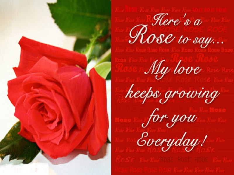 Love, Rose, Red, Flower, HD wallpaper | Peakpx