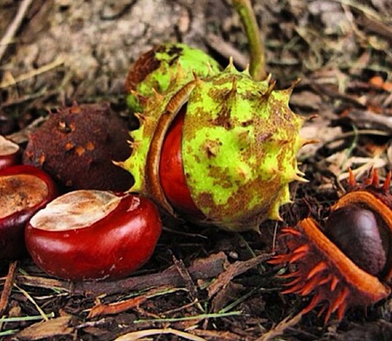 *chestnuts*, tree, autumn, nature, chestnuts, HD wallpaper