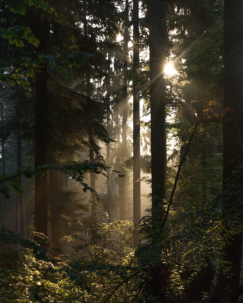 Light in the forest, golden hour, mountain, sun, sunlight, sunset, sweden, tree, warm colours, HD phone wallpaper