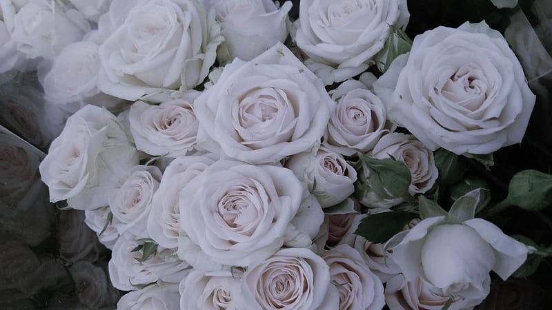 Bunch Of White Rose Flowers Rose, HD wallpaper