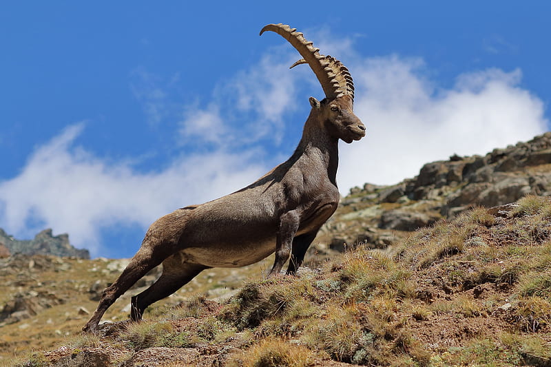 Mountain goat, goat, animal, blue, horns, HD wallpaper