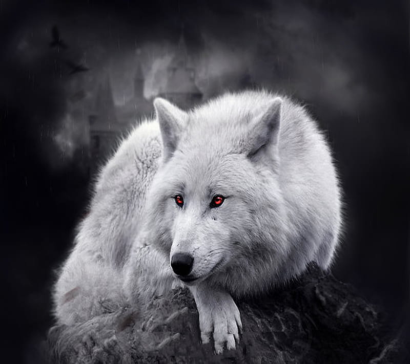Wolf, awesome, wild, HD wallpaper