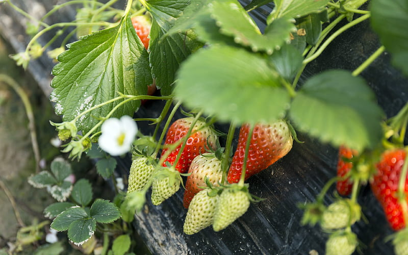Fresh Fruit Strawberry 2020 High Quality, HD wallpaper