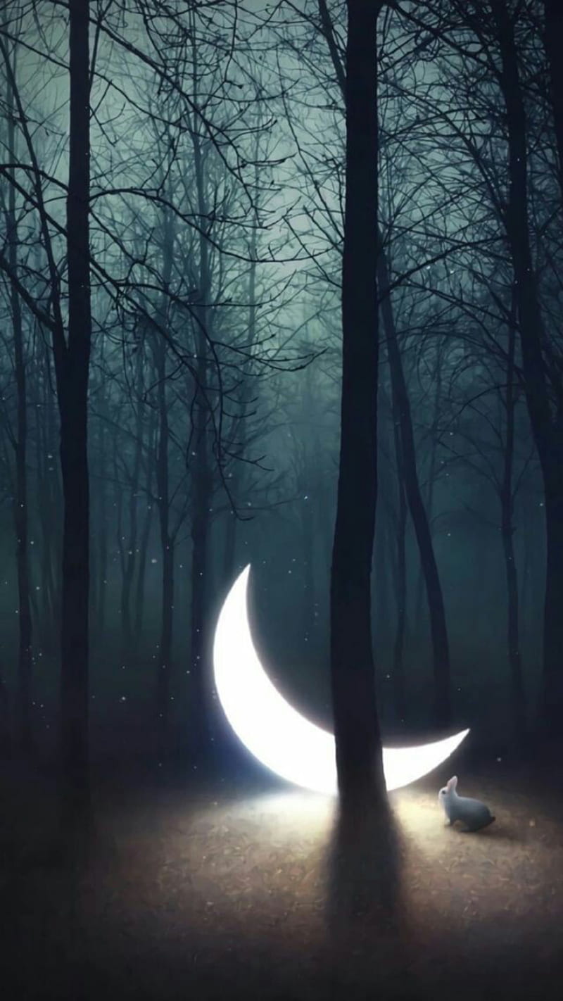 Luna, media luna, bosque, bosques, buenas noches, natural, noche, buenas,  Fondo de pantalla de teléfono HD | Peakpx