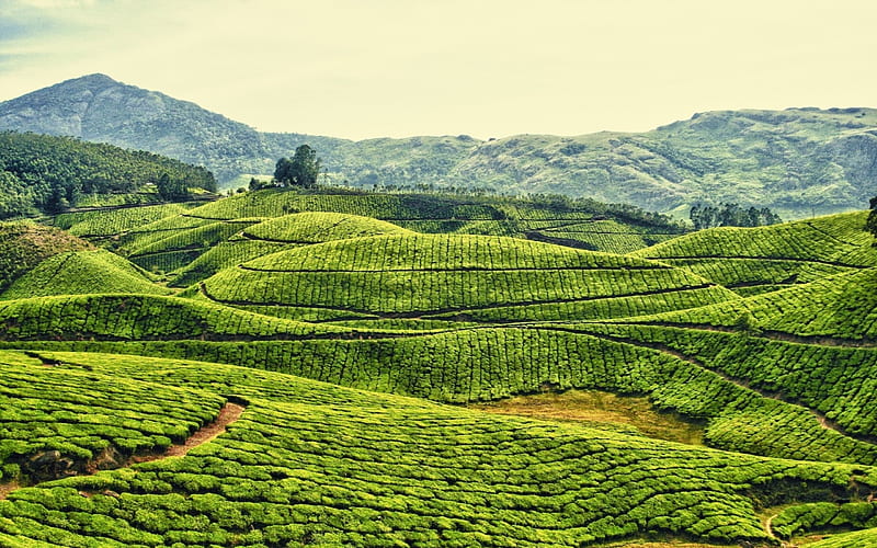 Tea Plantation Kerala India, Forest, Green, Mountain, Indian, Tea, Nature, HD wallpaper