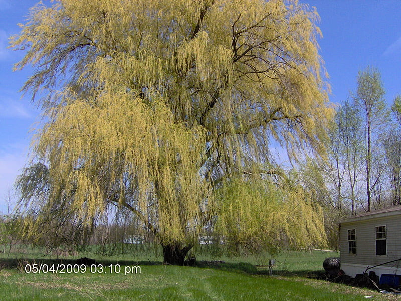 Weeping Willow, weeping, tree, nature, willow, HD wallpaper