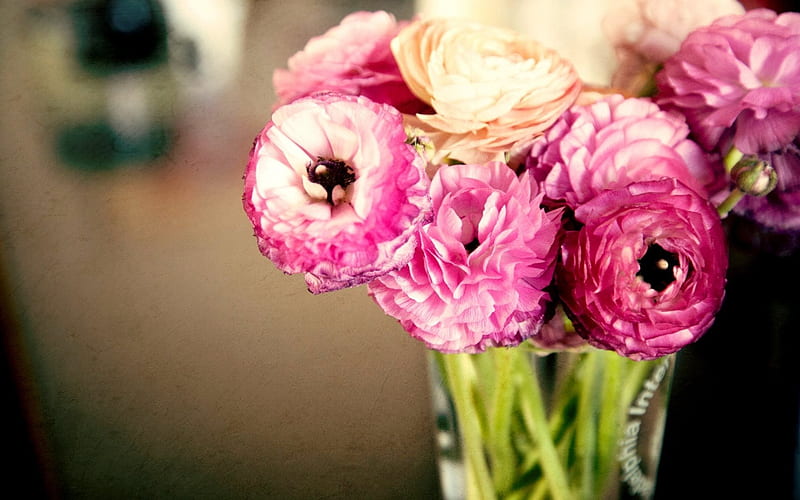 buttercups, bouquet, pink flowers, buds, ranunculus, HD wallpaper