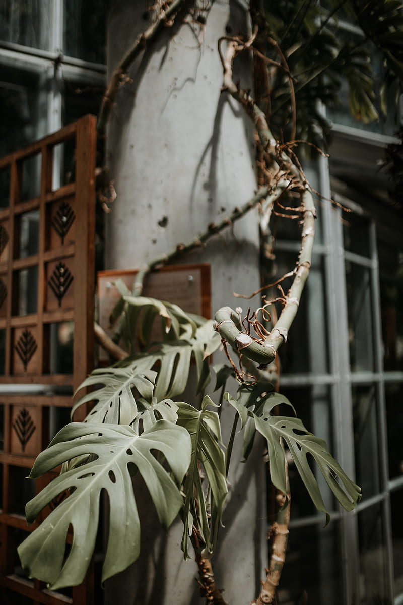 monstera, plant, exotic, tropical, decorative, HD phone wallpaper