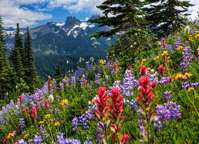 The Beauty Of Springtime, red, forest, yellow, bonito, trees, clouds, national Park, green, mountains, wildflowers, flowers, violet, snowy peaks, blue, HD wallpaper