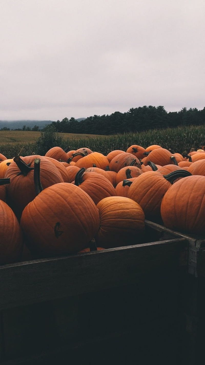 21 Aesthetic Fall Iphone Wallpapers You Need for Spooky Season  Chasing  Chelsea
