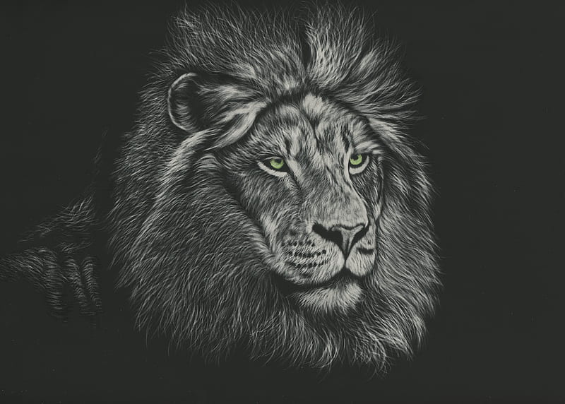 lion, mane, predator, king of beasts, art, HD wallpaper