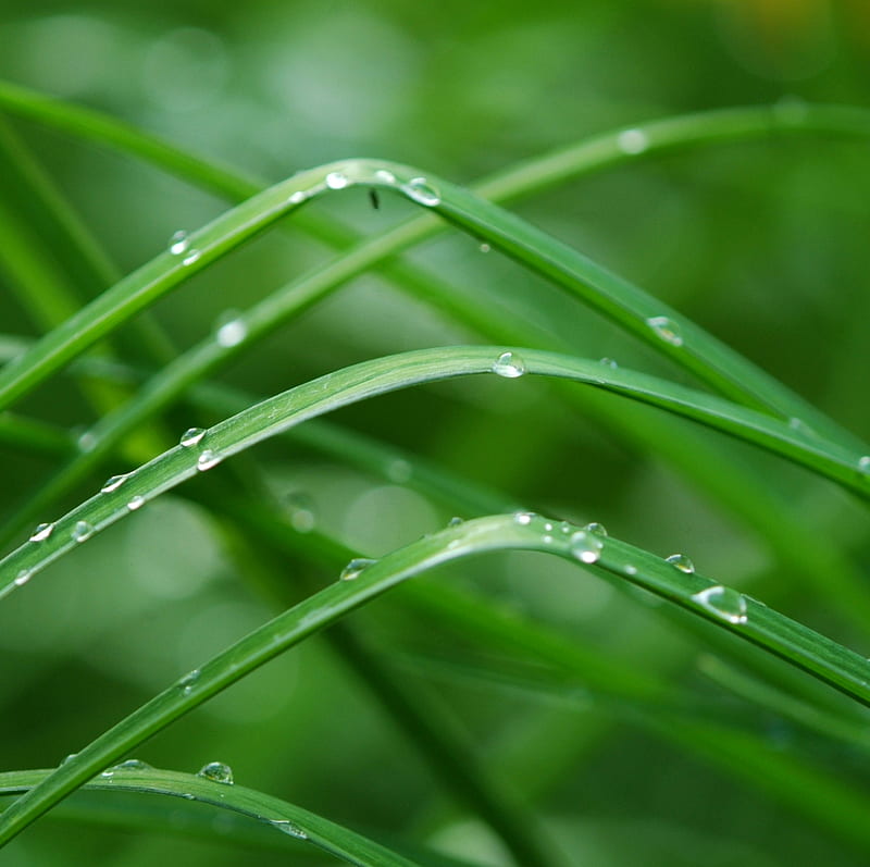 Wavy Rainy Grass, Beauty, Gras, Nature, Rain, Relax, Water, Hd 