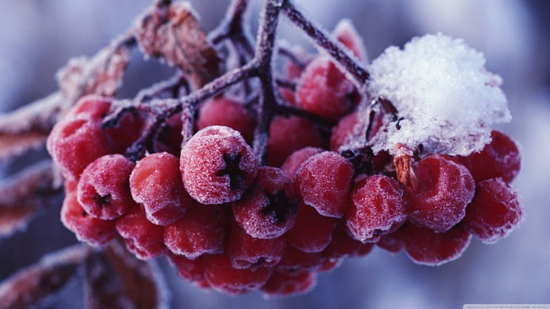 Rowans fruits, fruits, cold, frosty, graphy, wild fruits, berry, frost, frosted, abstract, winter, snow, macro, ice, nature, frozen, HD wallpaper