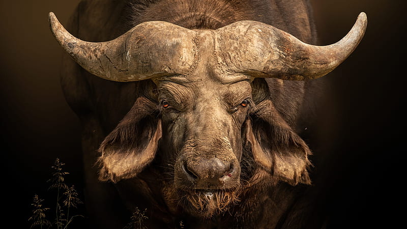 Cape Buffalo Images – Browse 25,815 Stock Photos, Vectors, and Video |  Adobe Stock