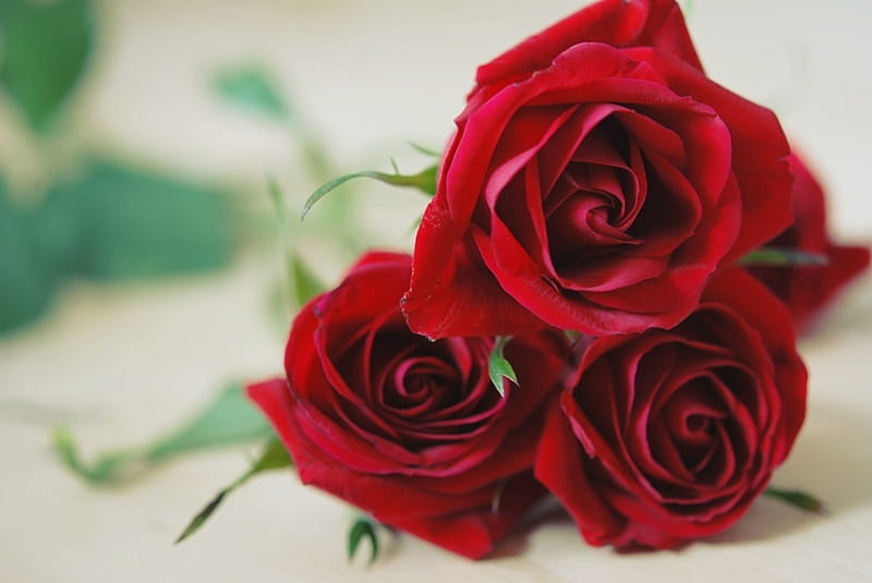 Rosas rojas para mi dulce amor, rojo, rosas rojas, mi amor, rosas, te amo,  amor, Fondo de pantalla HD | Peakpx