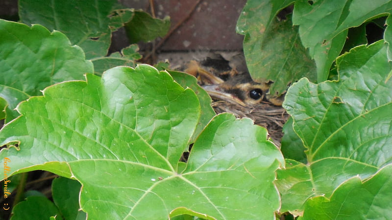 Baby Robins in the Ivy, robin redbreast, robin, American Robin, birds, Leaves, birdie, fow1, green, birdies, bird, birdy, robins, babies, HD wallpaper