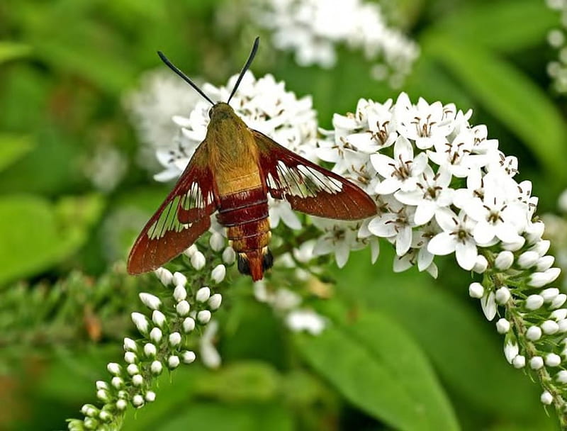 Hummingbird Moth, moth, insect, trees, animal, HD wallpaper