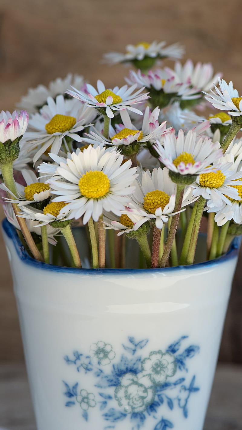 daisies, napkin, vase, HD phone wallpaper